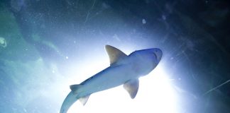 Visita el Acuario del Bajío en León Guanajuato Acuario del Bajío en León, Guanajuato