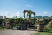 Transformación de la uva: Vendimia en casa vitivinícola De Cote Vendimia De Cote 2017