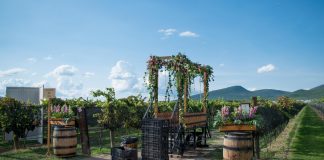Transformación de la uva: Vendimia en casa vitivinícola De Cote Vendimia De Cote 2017