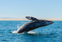 Avistamiento de la ballena gris en Ensenada