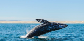 Avistamiento de la ballena gris en Ensenada