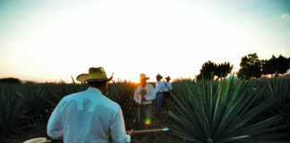 Todo listo para celebrar Origen Festival Tequila en Jalisco