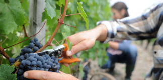 Querétaro, región de vitivinicultura extrema