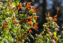 Mariposas monarca en Valle de Bravo: guía de santuarios y avistamiento