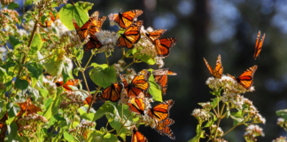 Mariposas monarca en Valle de Bravo: guía de santuarios y avistamiento